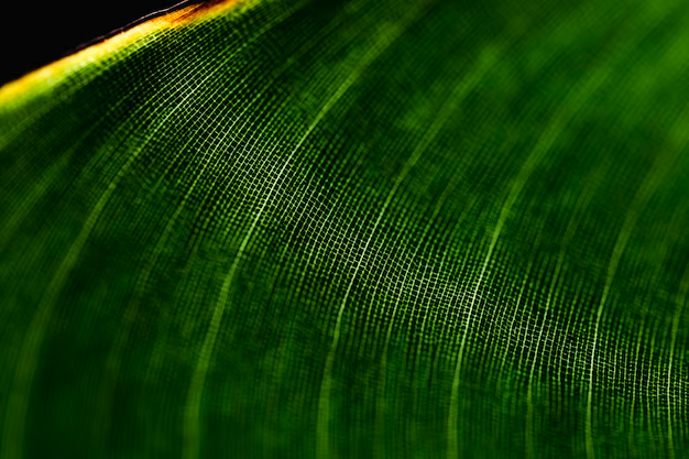 software environmental impact